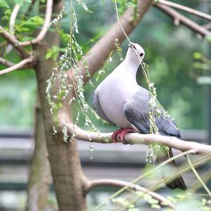 Close-up of bird perching on branch