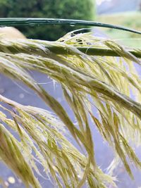 Close-up of stalks in field against sky