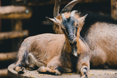 Portrait of goat relaxing outdoors