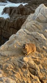 Low angle view of dog on rock