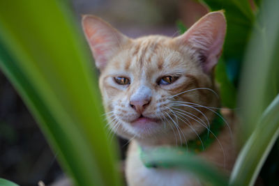 Close-up portrait of a cat