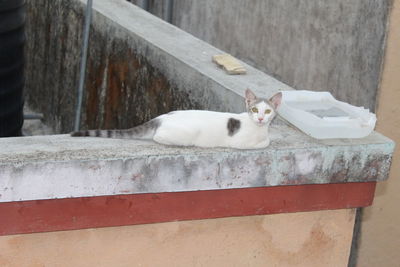 Portrait of a cat resting on wall