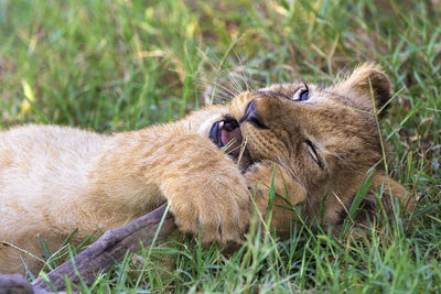 Lion cub playing 