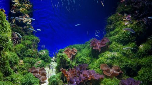 Close-up of fish swimming in sea