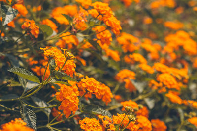 Close-up of orange flowering plants during autumn