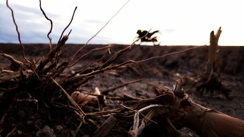 Close-up of dead plant on field against sky