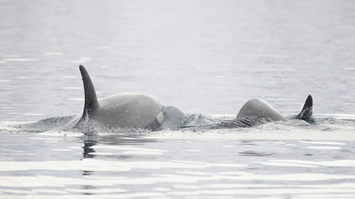 Whale swimming in sea