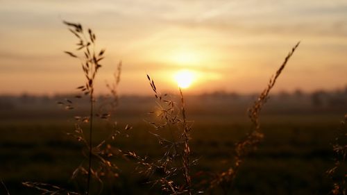 Close-up of silhouette plants on field against sunset sky