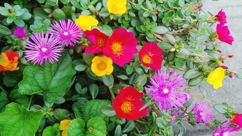 Close-up of flowers blooming in garden