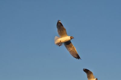 Low angle view of bird flying against clear blue sky