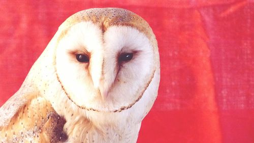 Close-up portrait of an animal