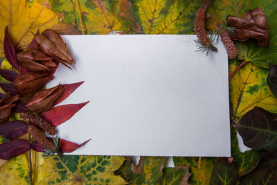 Directly above shot of green leaves on paper