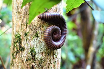 Close-up of snail on tree trunk