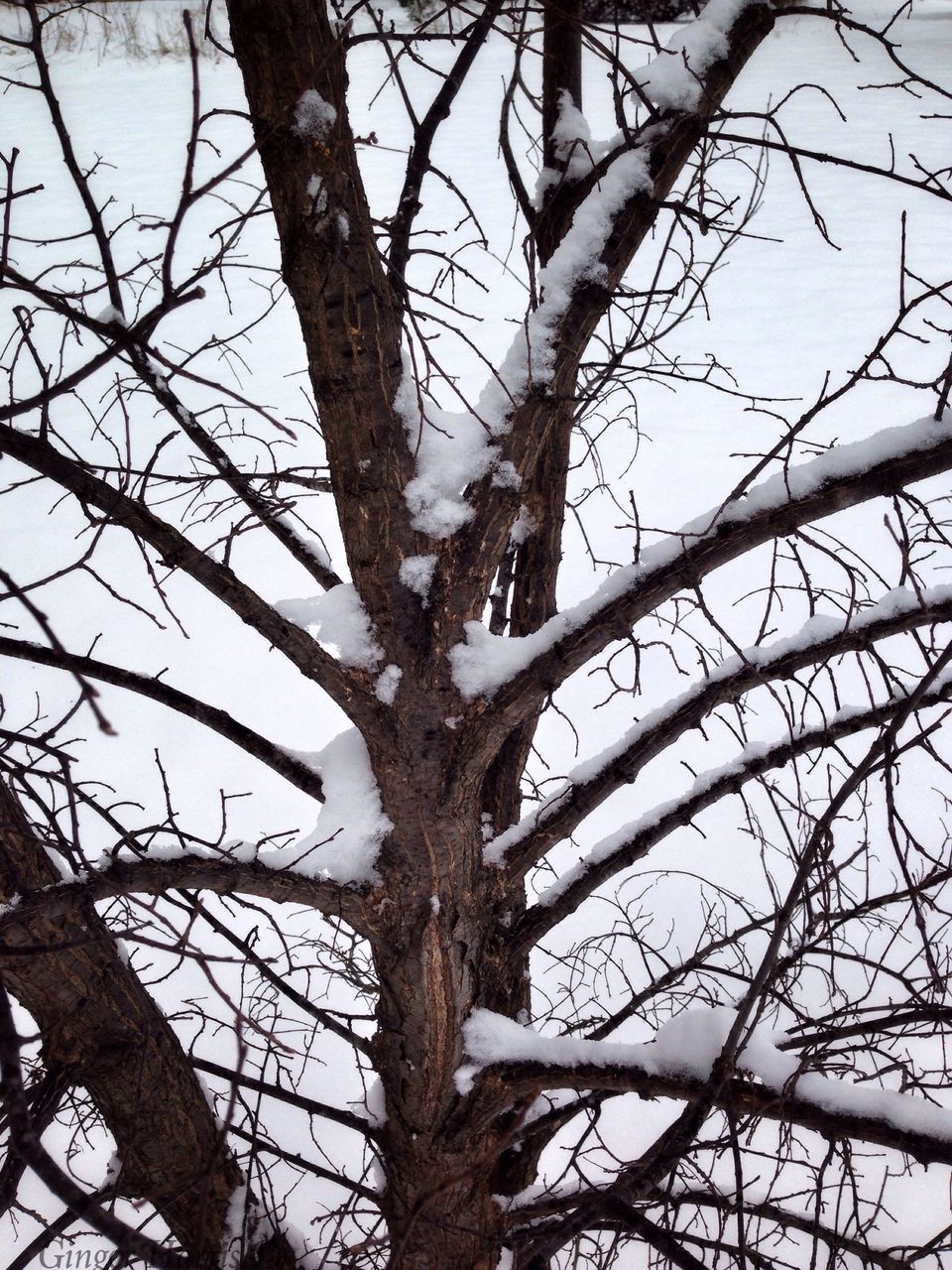 branch, tree, bare tree, low angle view, tree trunk, nature, sky, tranquility, growth, dead plant, beauty in nature, day, outdoors, clear sky, no people, bark, dried plant, close-up, scenics, backgrounds