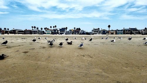 Flock of birds on beach against sky