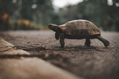 Close-up of tortoise walking on road