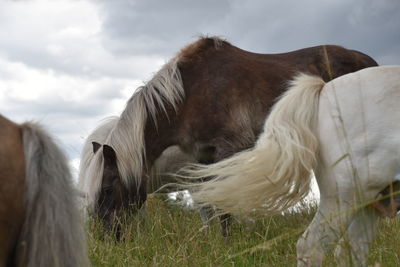 Horse standing in a field