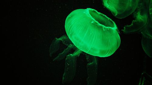 Close-up of jellyfish swimming in sea