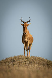 Deer standing on field against sky