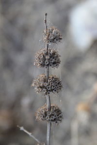 Close-up of plant against blurred background