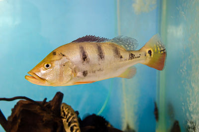 Close-up of fish swimming in sea