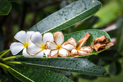 Close-up of white flowering plant leaves