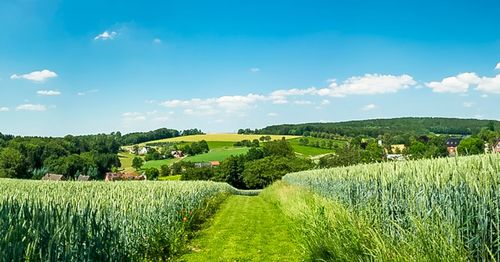 Scenic view of agricultural field against sky