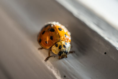 High angle view of ladybug on wood