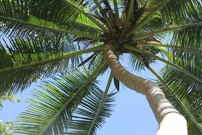 Low angle view of palm trees