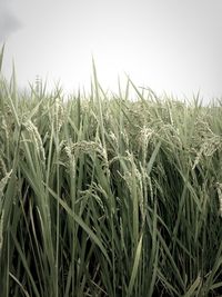 Crop growing in field