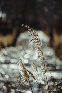 Close-up of frozen plant on land