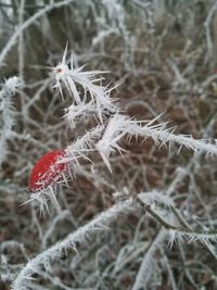 Close-up of snow on plant