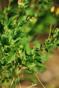 Close-up of plant growing outdoors