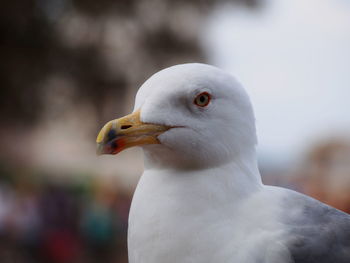 Close-up of seagull