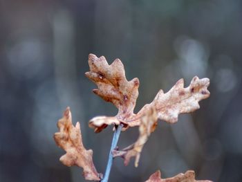 Close-up of dried plant with autumn leaves