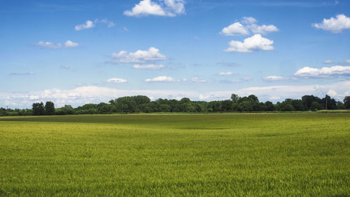 Scenic view of agricultural field against sky