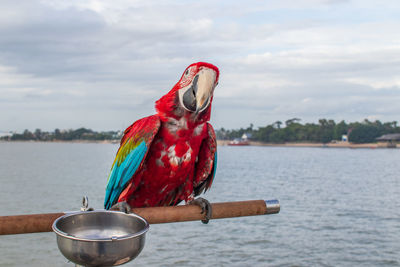 Close-up of bird perching on a boat against the sky