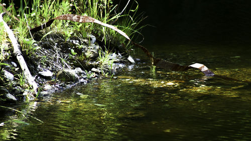 Plants growing in a lake