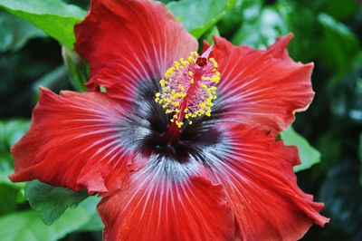 Close-up of red hibiscus flower