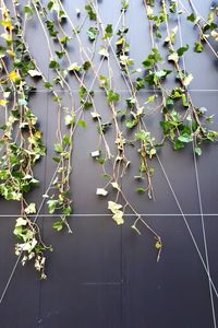 Close-up of ivy growing on plant