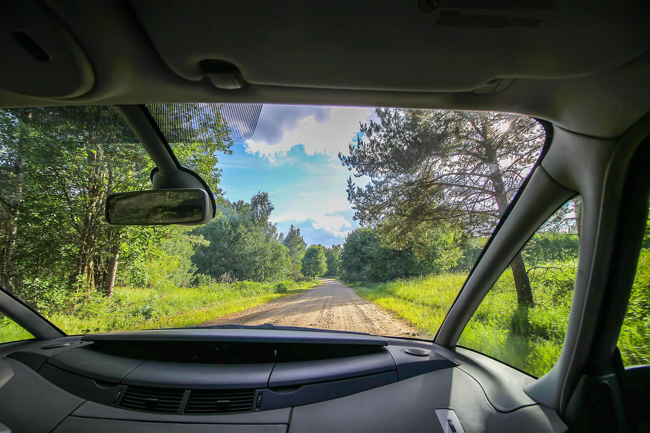 VIEW OF TREES THROUGH CAR WINDSHIELD