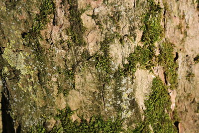 Close-up of lichen on tree trunk