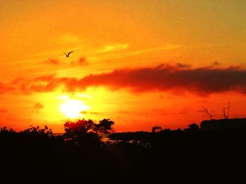 Silhouette of trees at sunset