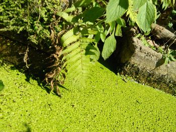 High angle view of snake on grass