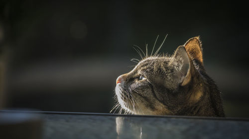 Close-up of a cat looking away