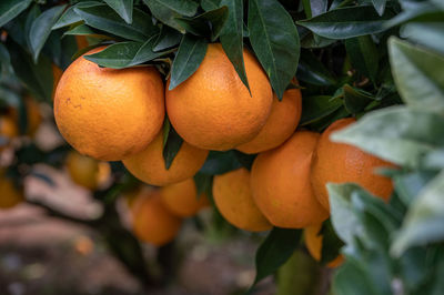 Close-up of fruits on tree