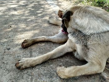 High angle view of dog lying on land