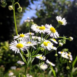 Close-up of white daisy flowers