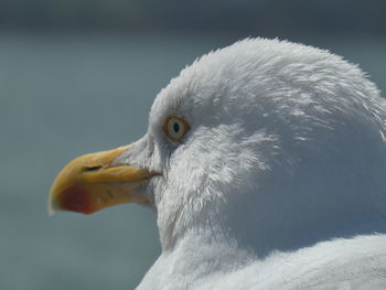 Close-up of seagull