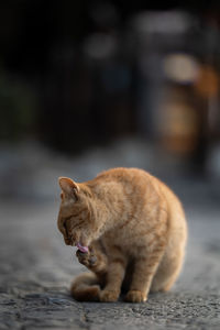 Cat looking away on street